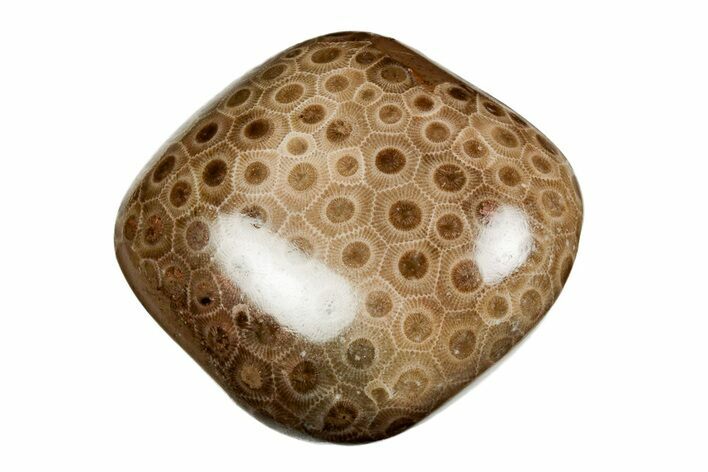 Polished Petoskey Stone (Fossil Coral) - Michigan #197438